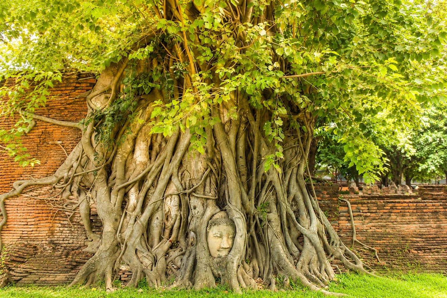 Buddha head in the Bodhi tree roots at Wat Mahathat