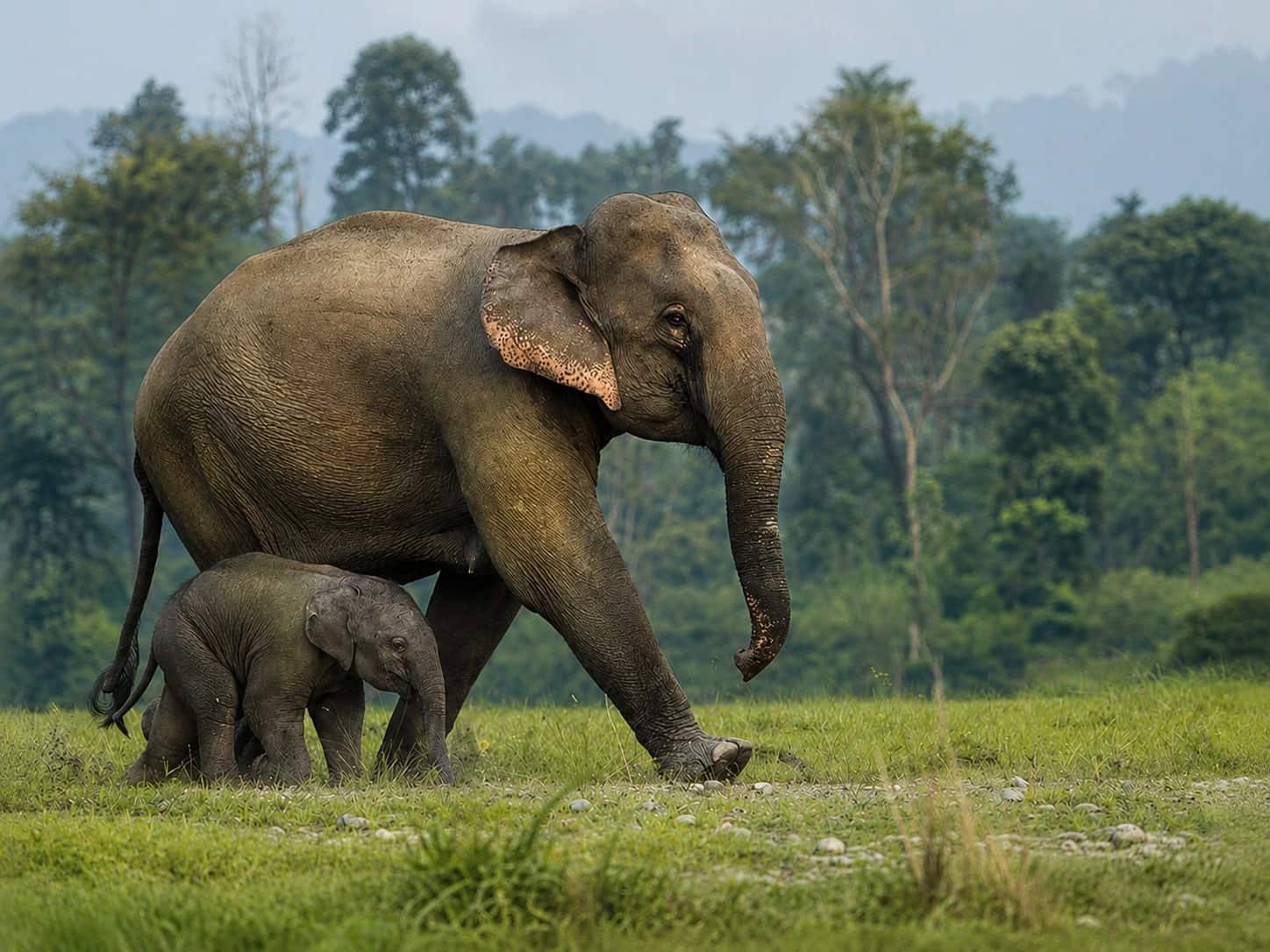 Elephant Sanctuary and Kanchanaburi Tour from Bangkok